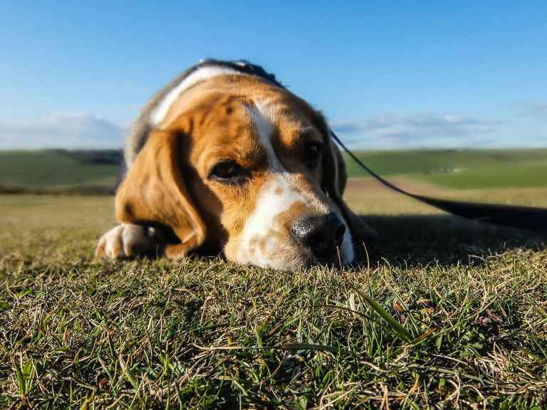 THE BEAGLE CLUB